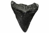 Juvenile Megalodon Tooth - South Carolina #297522-1